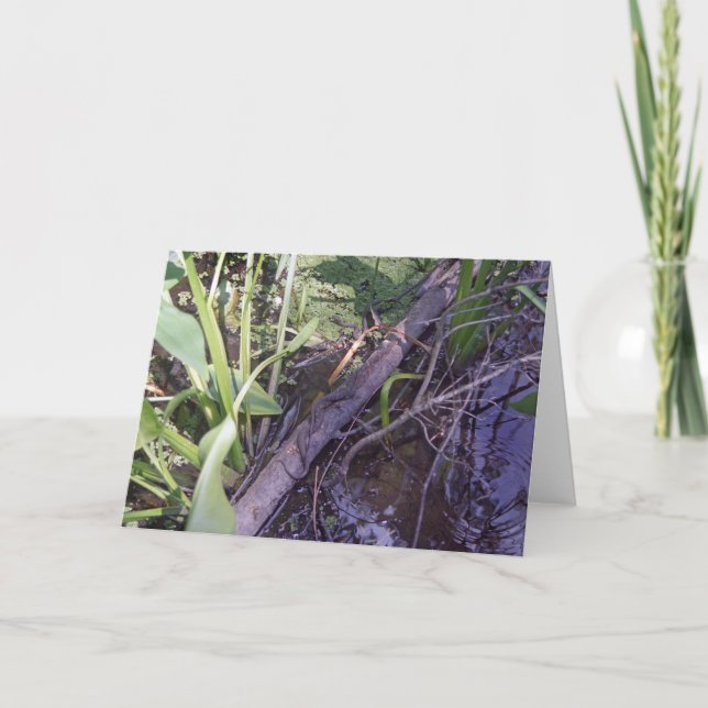 Snake Sunbath Custom Swamp Bayou Greeting Card (Front)
