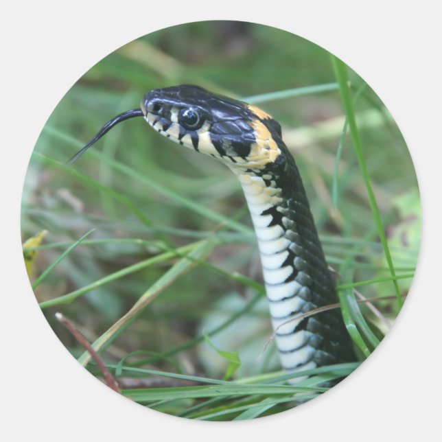 Snake's Head Classic Round Sticker (Front)