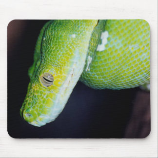 Snakes on a Mouse Pad