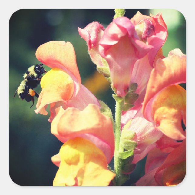 Snapdragon And Bee Flower Square Sticker (Front)