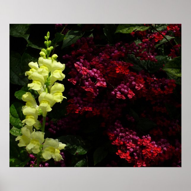 Snapdragon and Pagoda Flowers Colourful Floral Poster (Front)