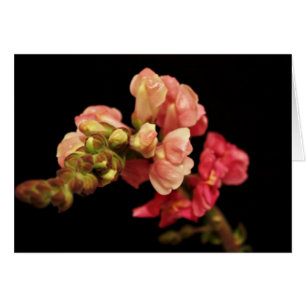 'Snapdragon' Blank Card