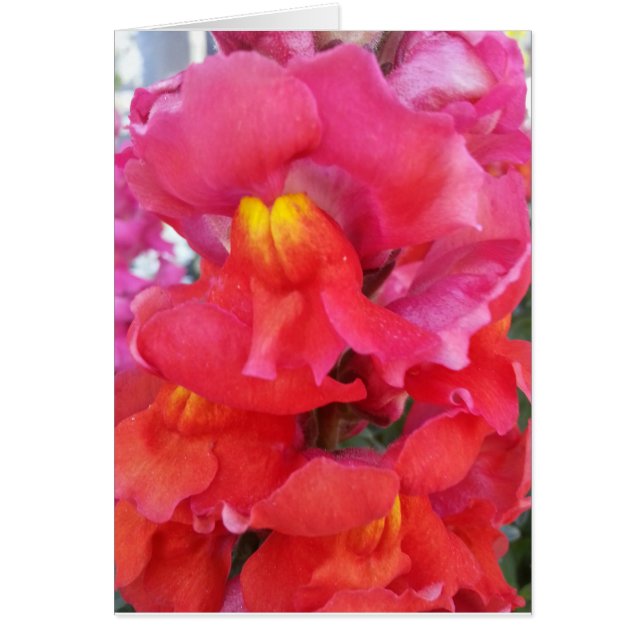 Snapdragon Card (blank inside) (Front)