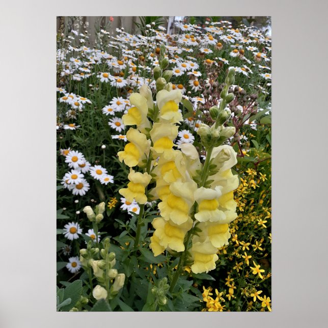 Snapdragon Daisy Floral Flower Garden Poster (Front)