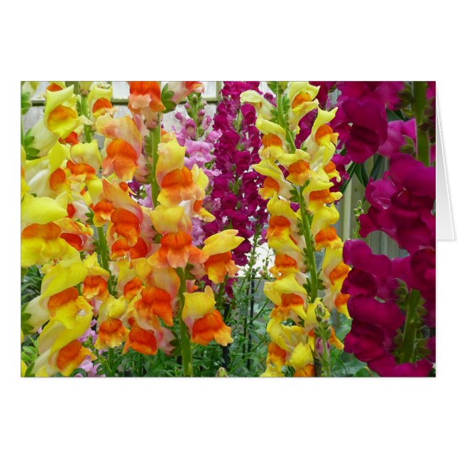 Snapdragons Colourful Floral (Front Horizontal)