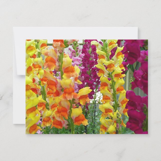 Snapdragons Colourful Floral (Front)