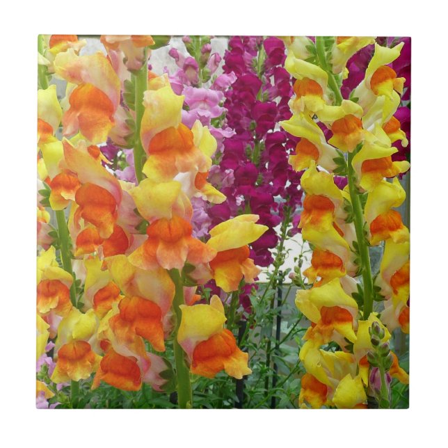 Snapdragons Colourful Floral Ceramic Tile (Front)