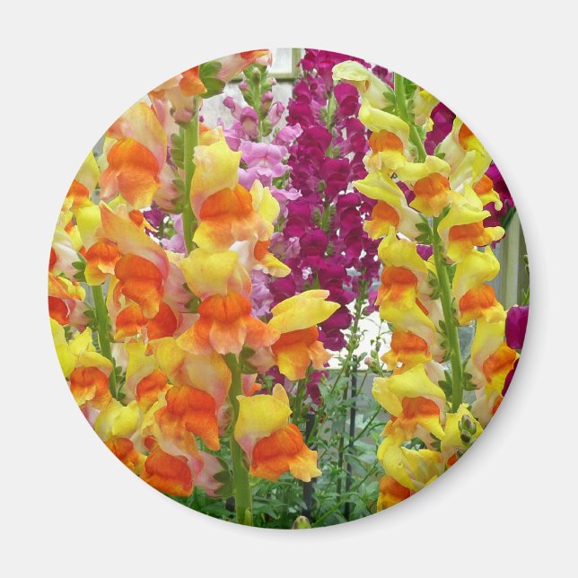 Snapdragons Colourful Floral Magnet (Front)
