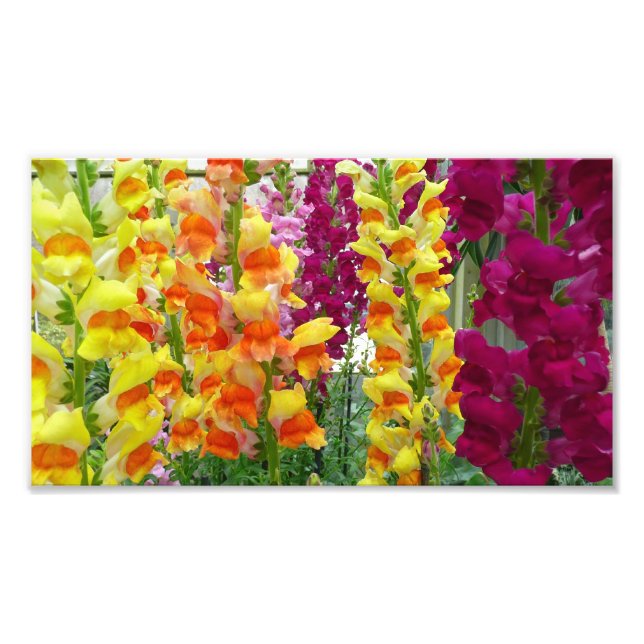 Snapdragons Colourful Floral Photo Print (Front)