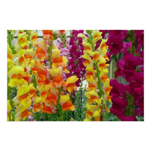Snapdragons Colourful Floral Poster