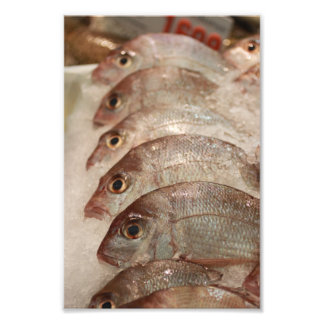 Snapper Fish Photo Print