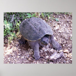 Snapping Turtle 1 Poster