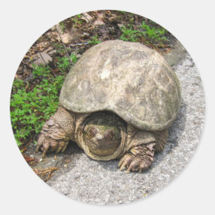 Snapping Turtle Classic Round Sticker