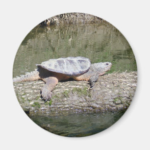 Snapping Turtle Magnet