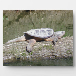 Snapping Turtle Plaque