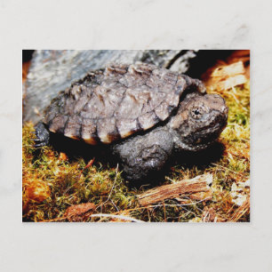 Snapping Turtle Postcard