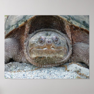 SNAPPING TURTLE POSTER