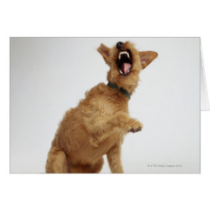 Snarling Dog