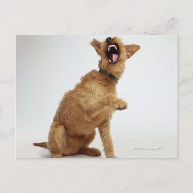 Snarling Dog Postcard (Front)