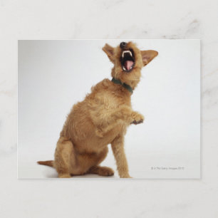 Snarling Dog Postcard