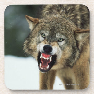 Snarling grey wolf coaster