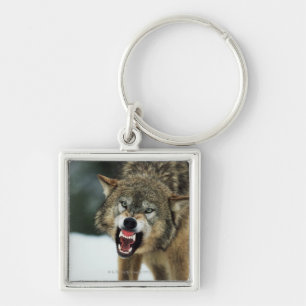 Snarling grey wolf key ring