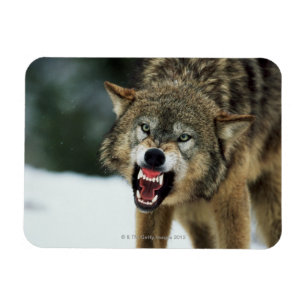 Snarling grey wolf magnet