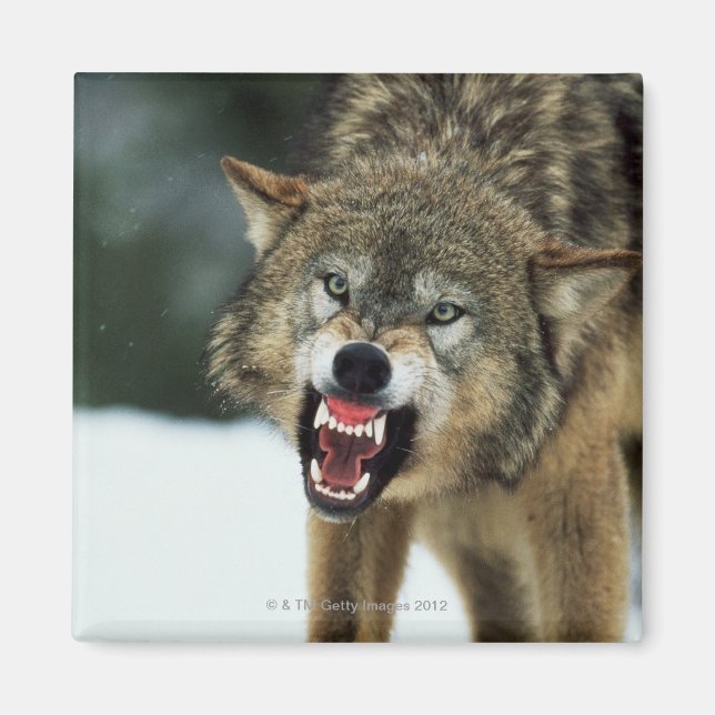 Snarling grey wolf magnet (Front)