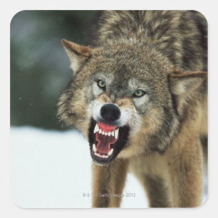 Snarling grey wolf square sticker