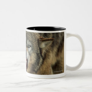 Snarling grey wolf Two-Tone coffee mug
