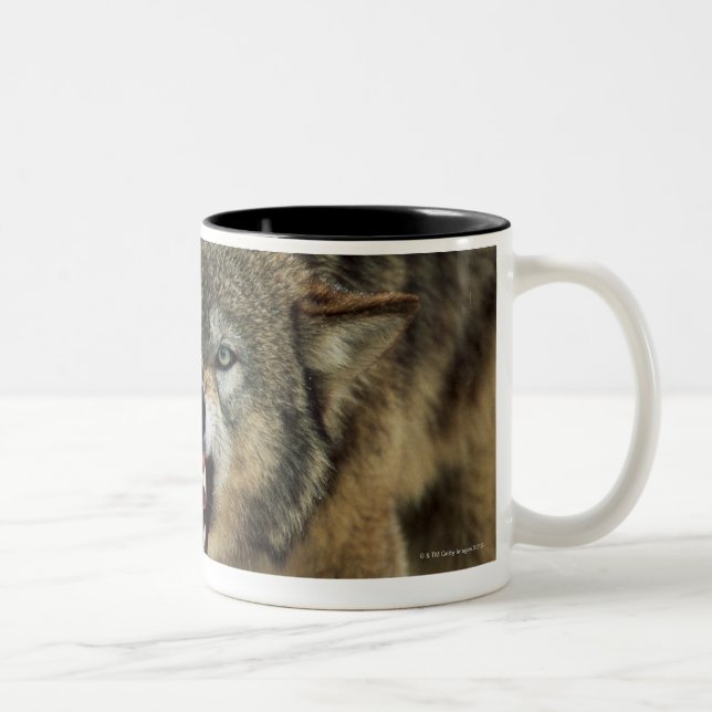 Snarling grey wolf Two-Tone coffee mug (Right)
