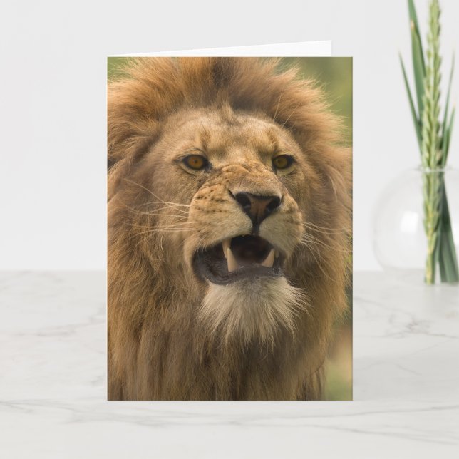 Snarling lion. Card by cARTerART (Front)