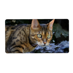 Sneaking Bengal Cat