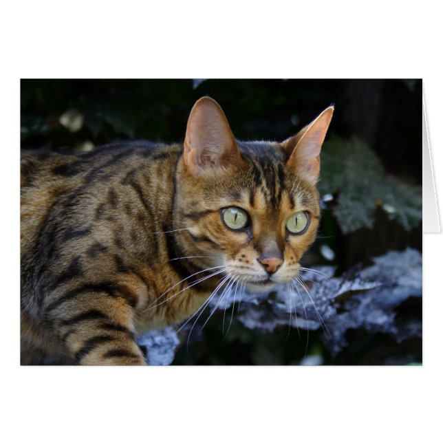 Sneaking Bengal Cat (Front Horizontal)