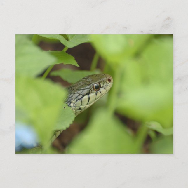 Sneaking Snake Postcard (Front)