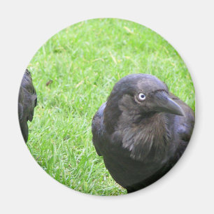 Sneaky Crows Magnet