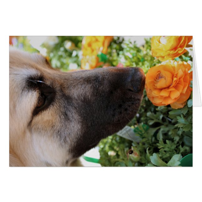 Sniff (Front Horizontal)