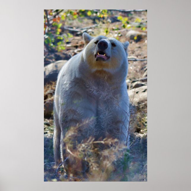 Sniffing Kermode (Spirit) Bear Wildlife Scene Poster (Front)