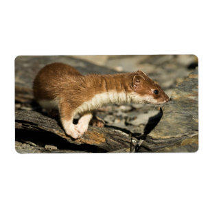 Sniffing Weasel