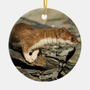 Sniffing Weasel Ceramic Ornament