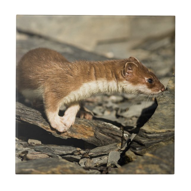 Sniffing Weasel Ceramic Tile (Front)