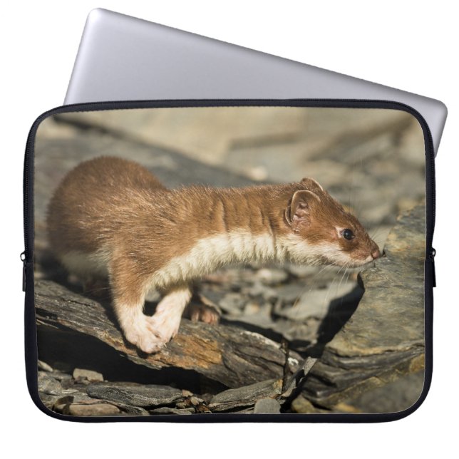 Sniffing Weasel Laptop Sleeve (Front)