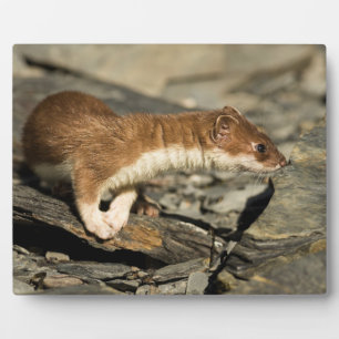 Sniffing Weasel Plaque