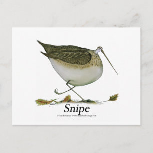 Snipe bird, tony fernandes postcard