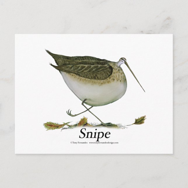 Snipe bird, tony fernandes postcard (Front)