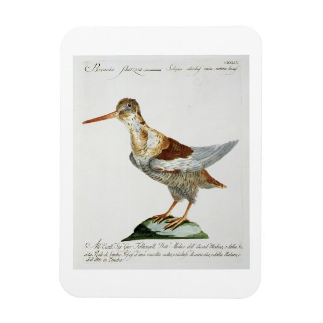 Snipe, c.1767-76 (hand coloured engraving) magnet (Vertical)