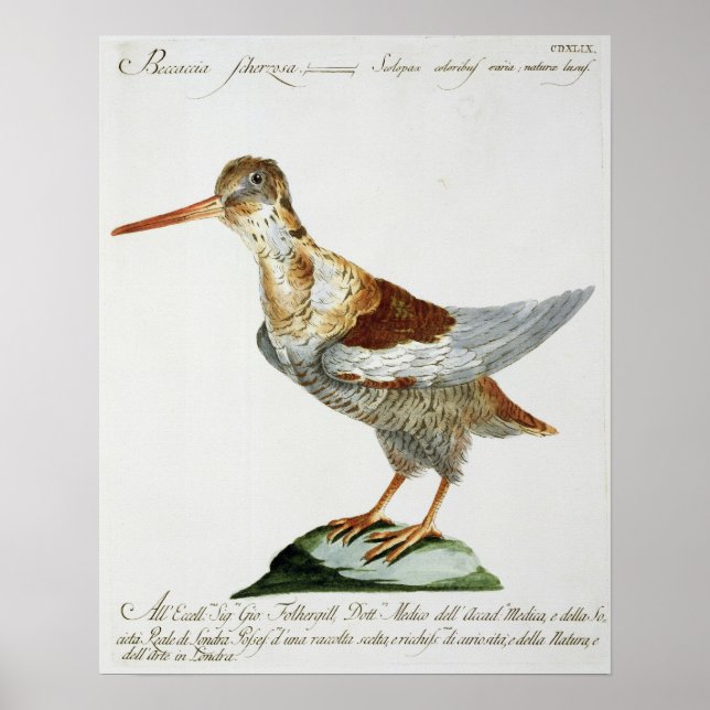 Snipe, c.1767-76 (hand coloured engraving) poster (Front)