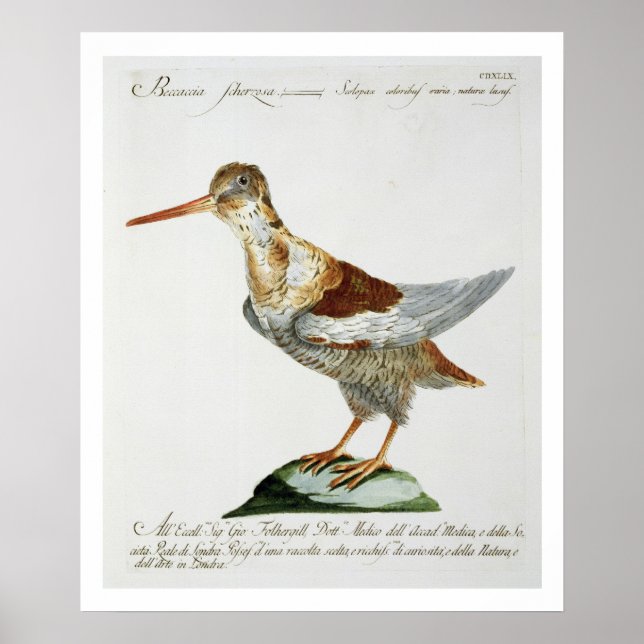 Snipe, c.1767-76 (hand coloured engraving) poster (Front)