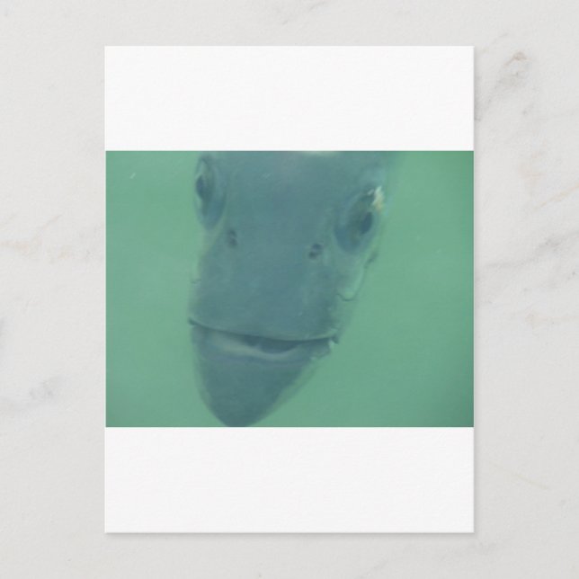 Snook Postcard (Front)