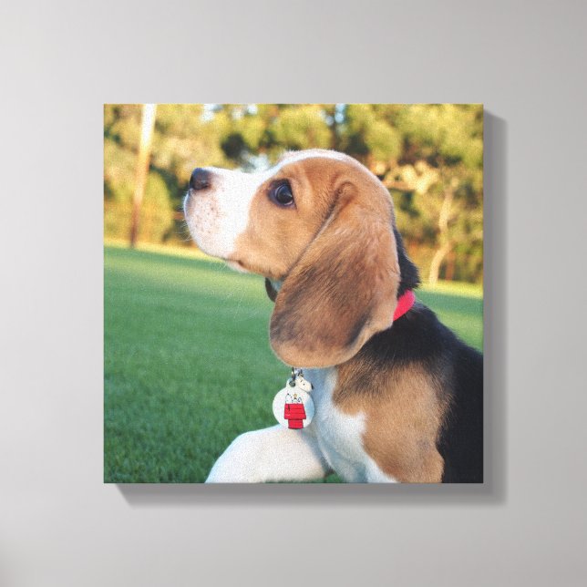 Snoopy Beagle Canvas Print (Front)